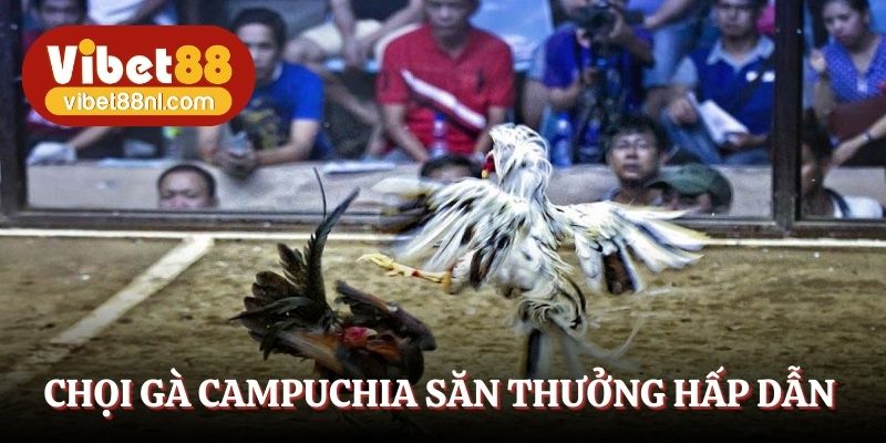 Chọi gà Campuchia săn thưởng hấp dẫn