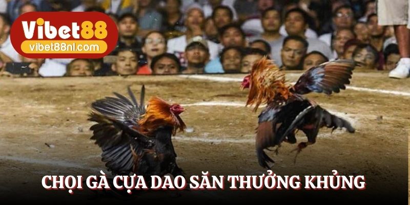 Chọi gà cựa dao săn thưởng khủng