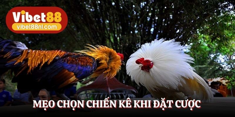 Mẹo chọn chiến kê khi đặt cược