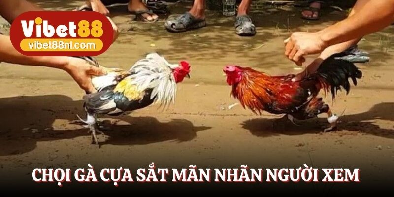 Chọi gà cựa sắt mãn nhãn người xem