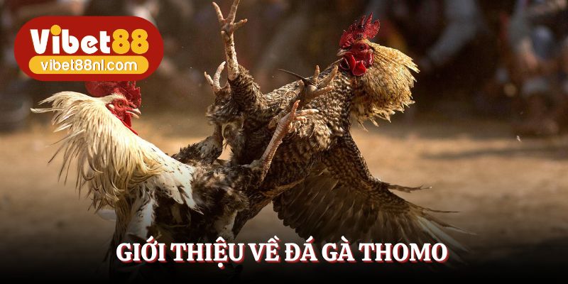 Hình thức đá gà Thomo được săn đón ở châu Á