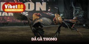Đá Gà Thomo Vibet88 - Chinh Phục Loạt Kèo Cược Đẳng Cấp
