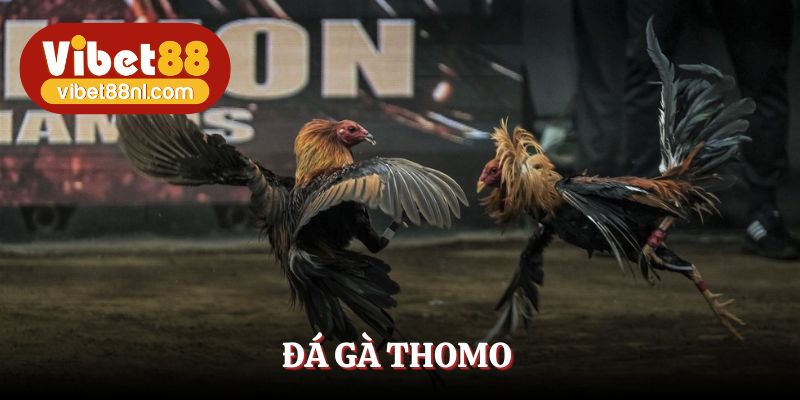 Đá Gà Thomo Vibet88 - Chinh Phục Loạt Kèo Cược Đẳng Cấp