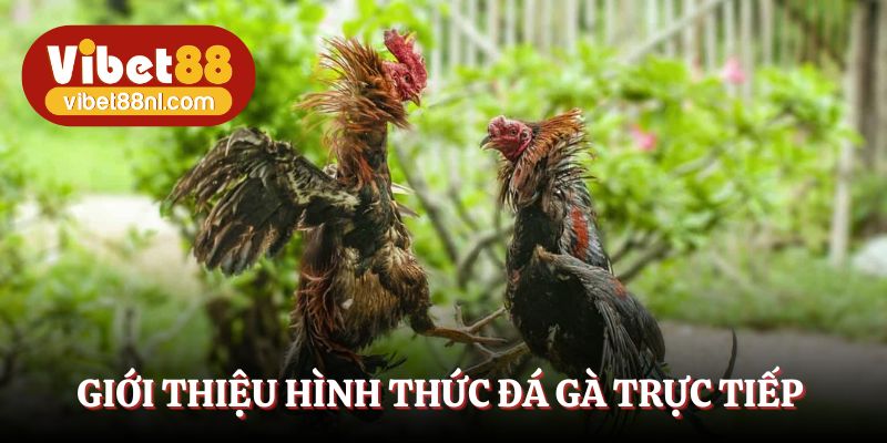 Tìm hiểu bộ môn đá gà trực tiếp đầy sức hút