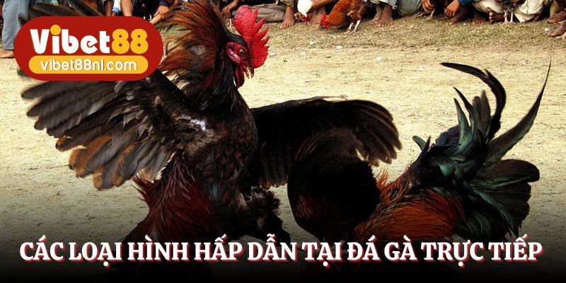 Giải trí cá cược với các siêu phẩm chọi kê kinh điển