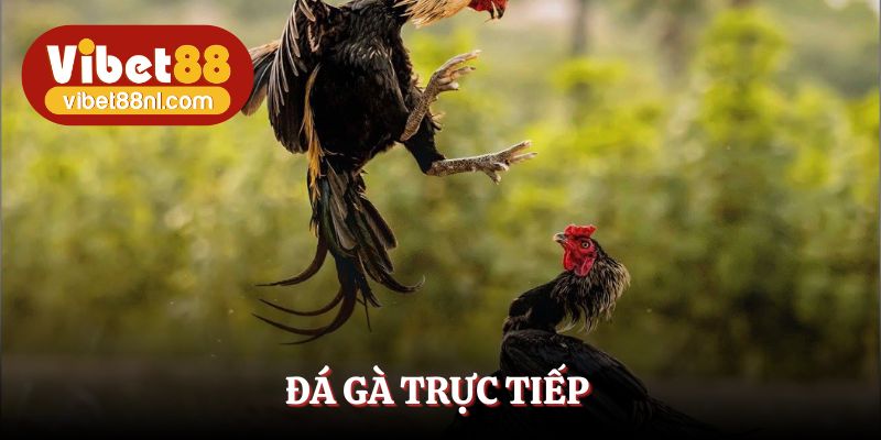 Đá Gà Trực Tiếp Vibet88 - Theo Dõi Chọi Kê, Săn Về Tiền Tỷ