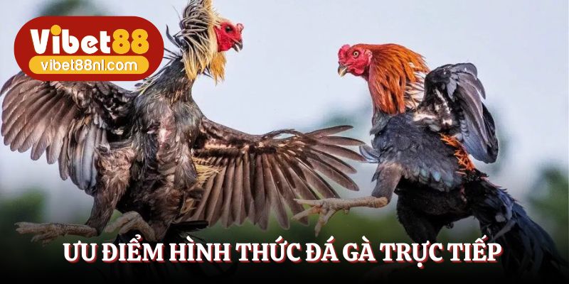 Hình thức chọi kê trực tiếp tái hiện sống động